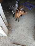 Cabras e chibos anões
