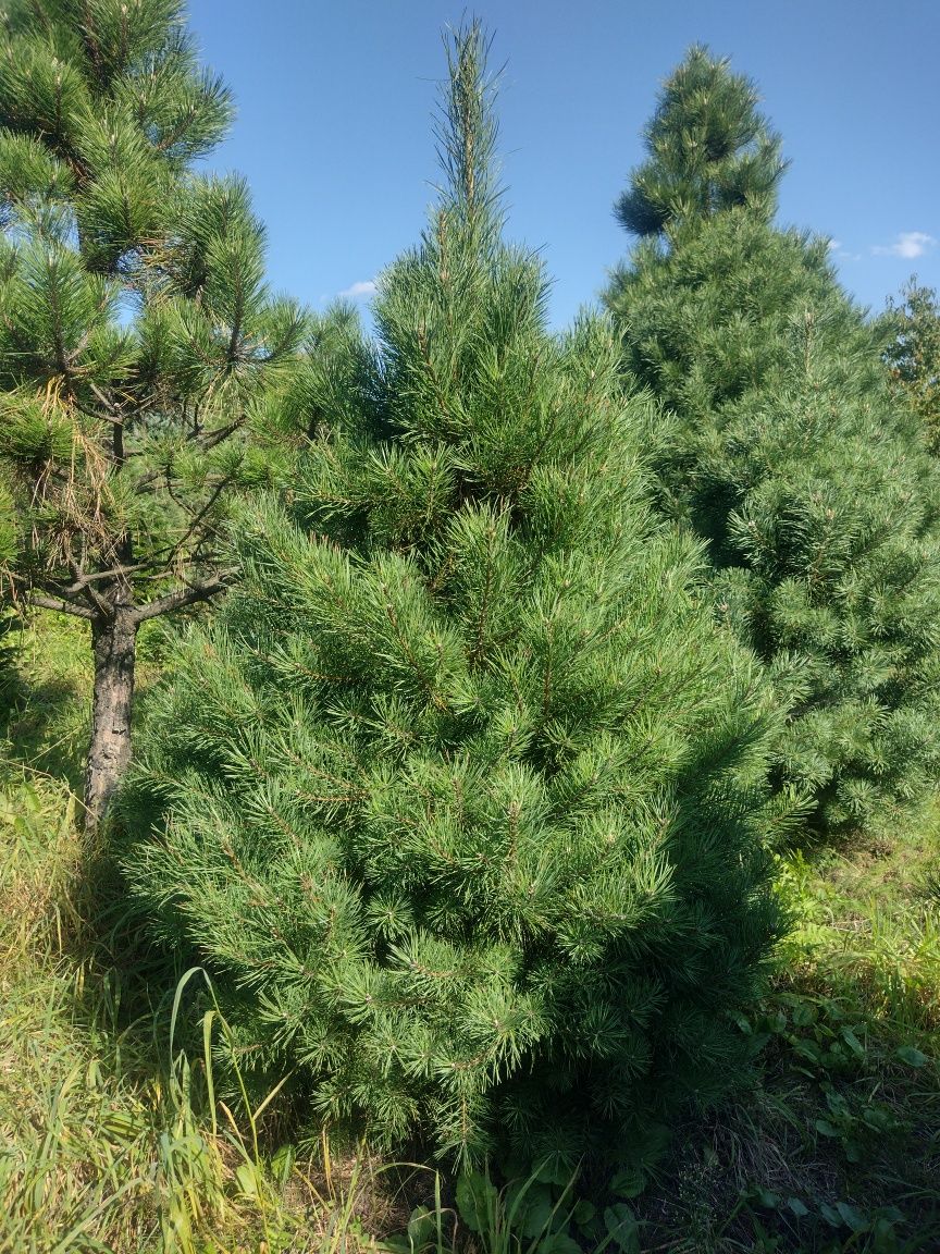 Piękne szkółkowane Świerki Sosny Jodły Daglezje Sosny z EKO plantacji