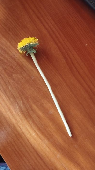 одуванчики из полимерной глины в наличии.