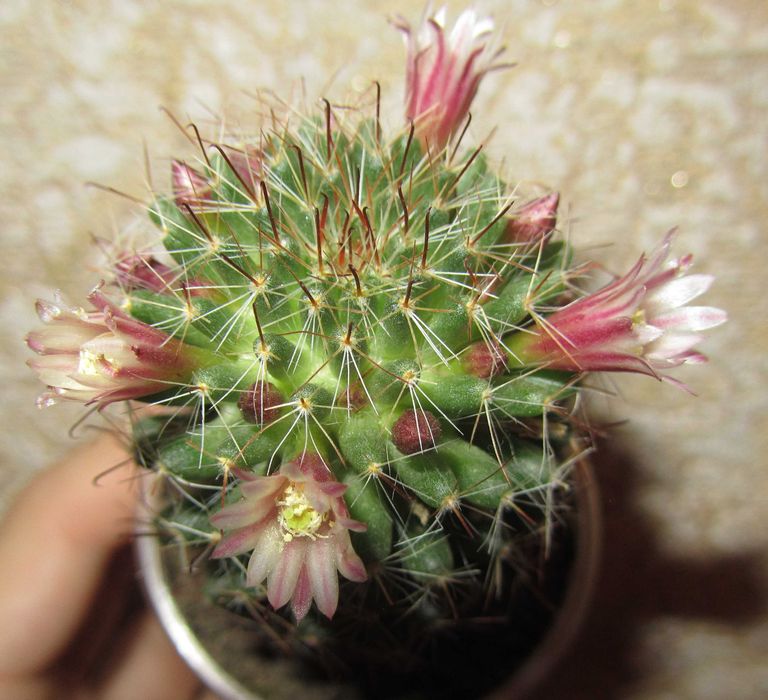 Кактус (сукулент) мамілярія (маммилярия) Dioica для флораріума