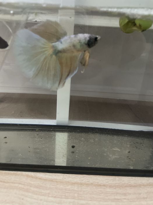 Samiec bojownik oddam za darmo