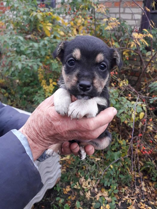 Отдам щенков Бордер-колли за символическое вознаграждение. (Метисы)