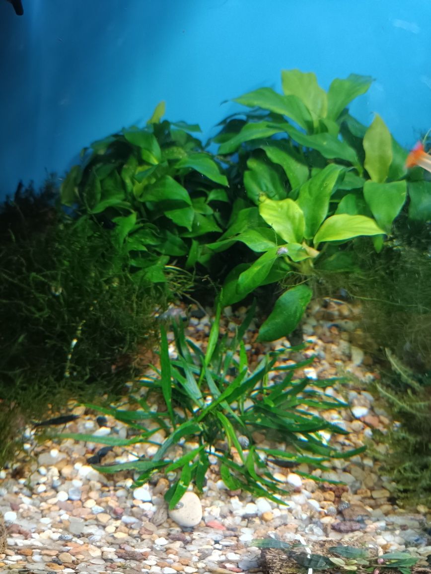 Cryptocoryne parva криптокорина парва