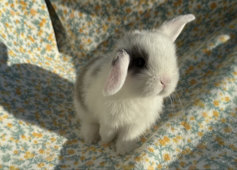 Mini Lop, Baranek Miniaturowy