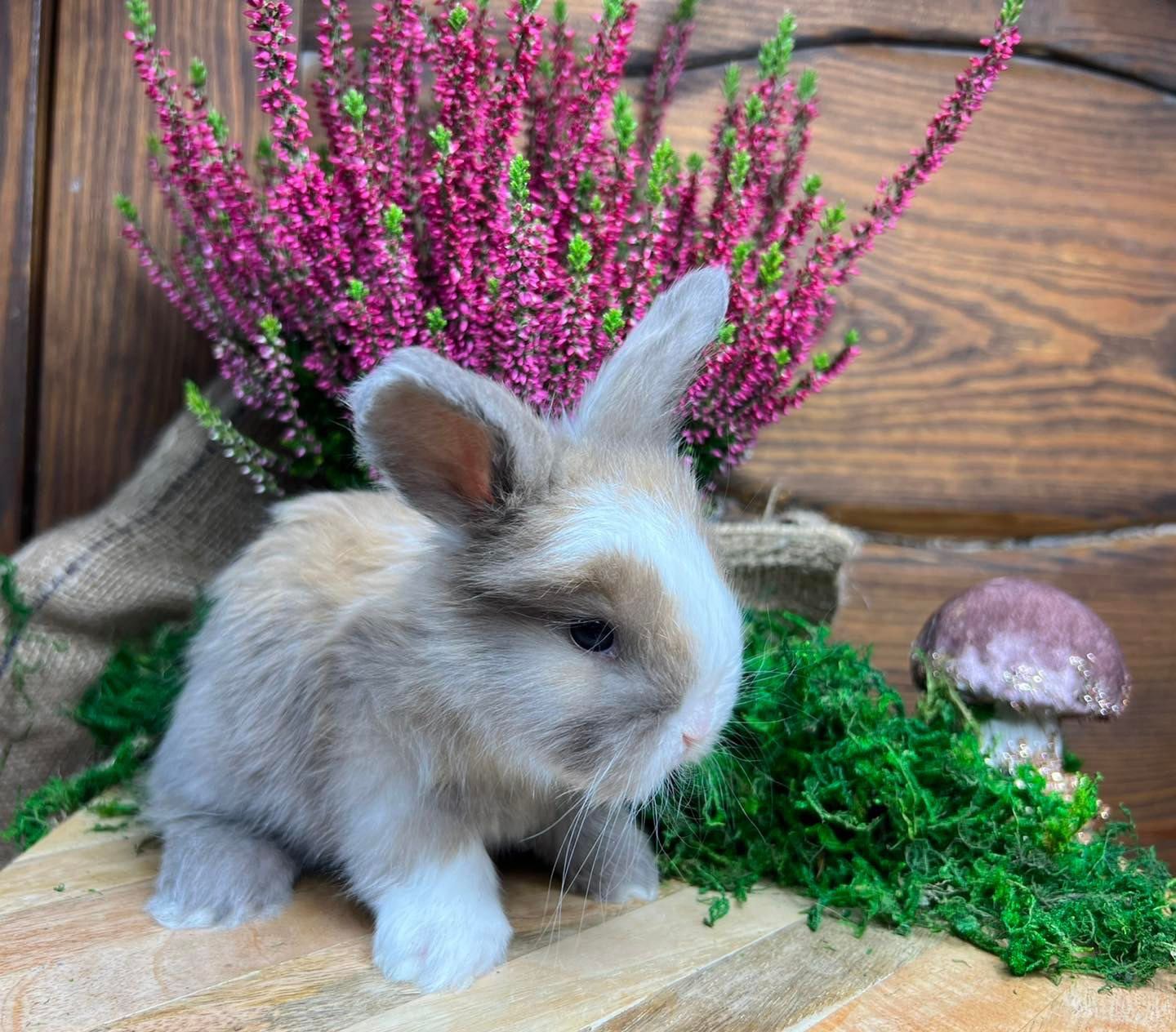 Karzełek teddy mini lop królik miniaturowy baran królik angora