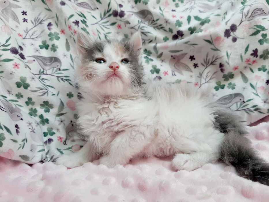 Maine Coon białe i kolorowe kocięta FPL FIFe Kraków ZAPOWIEDŹ MIOTU