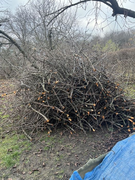 Гілля черешні безкоштовно!