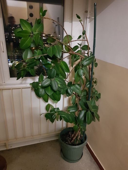 Figowiec sprężysty Fikus