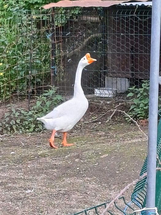 Ganso sinaleiro/chinês branco