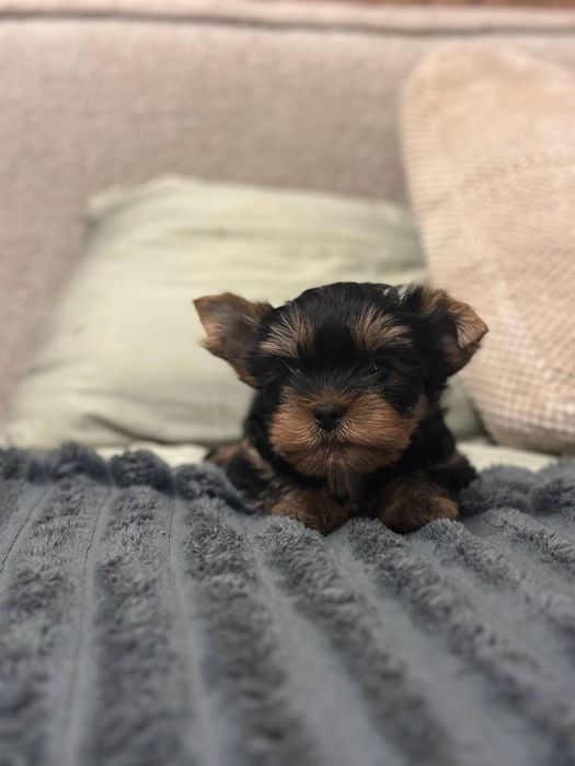 Мини йорк мальчик