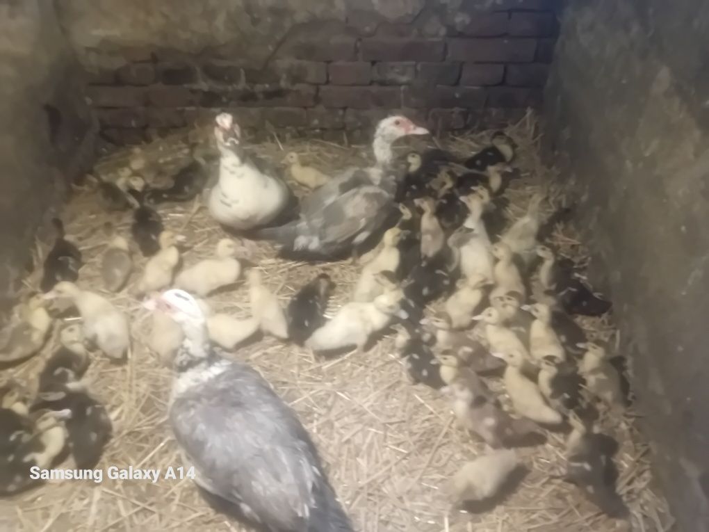 Sprzedam pisklęta kaczki francuskiej
