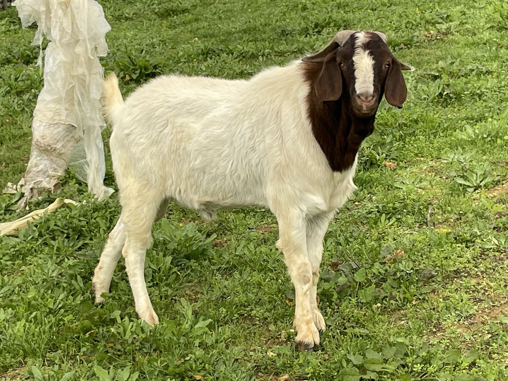 Macho Boer