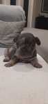 Bulldog  blue merle tan