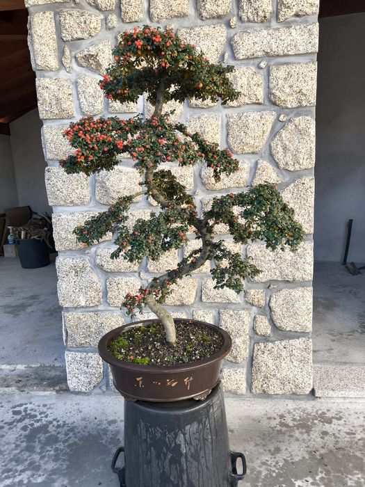 Bonsai de exterior