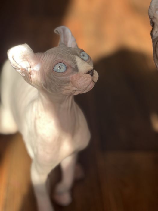 Хлопчики породи Сфінкс, Ельф