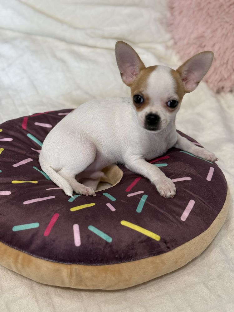 Piesek chihuahua bialy GOTOWY DO ODBIORU