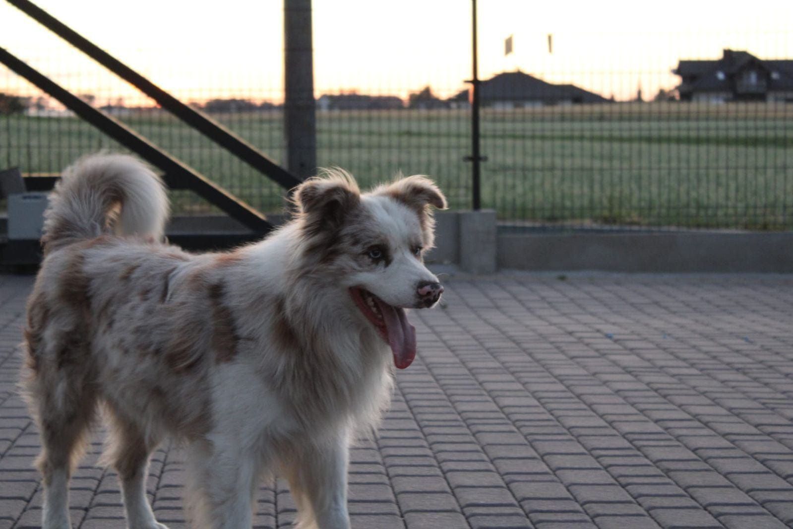 Reproduktor border collie Red merle