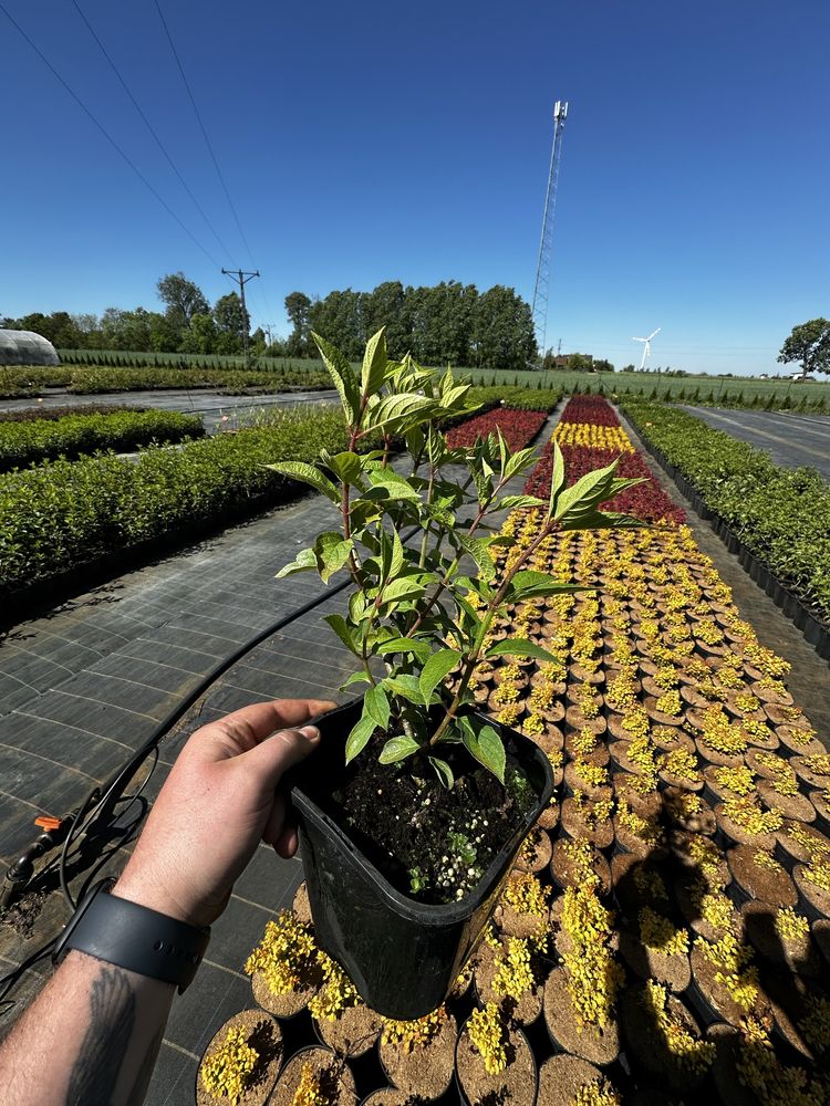 Hortensja Bukietowa 3L