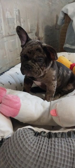Хлопчик французский бульдог