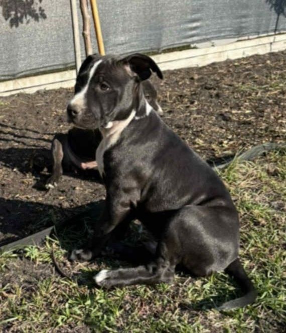 Szczenię Pitbull terrier