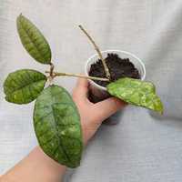 Хойя Finlaysonii very large ovate leaves EPC-774.