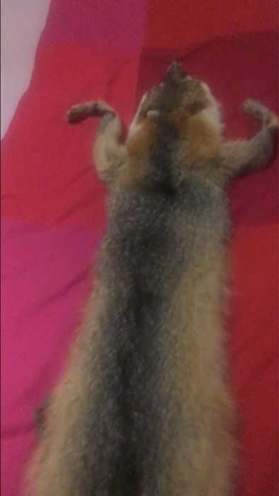 Воротник .Гаржетка . Рыжая лиса.