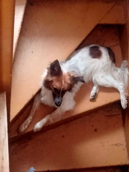 Oddam psa w dobre rece