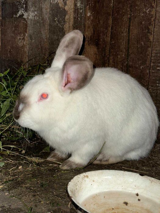 Продам кролей фландер