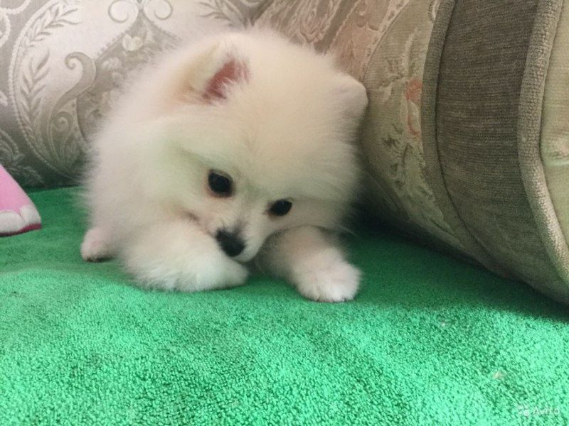 Мини и мелкий стандарт  мишки