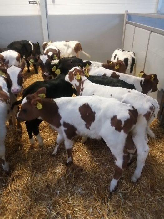 Byczki jałówki polskie Zduny