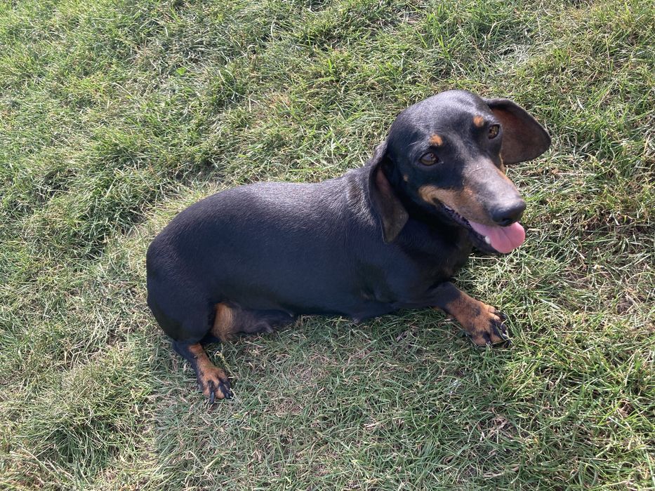 Jamnik miniaturowy/króliczy