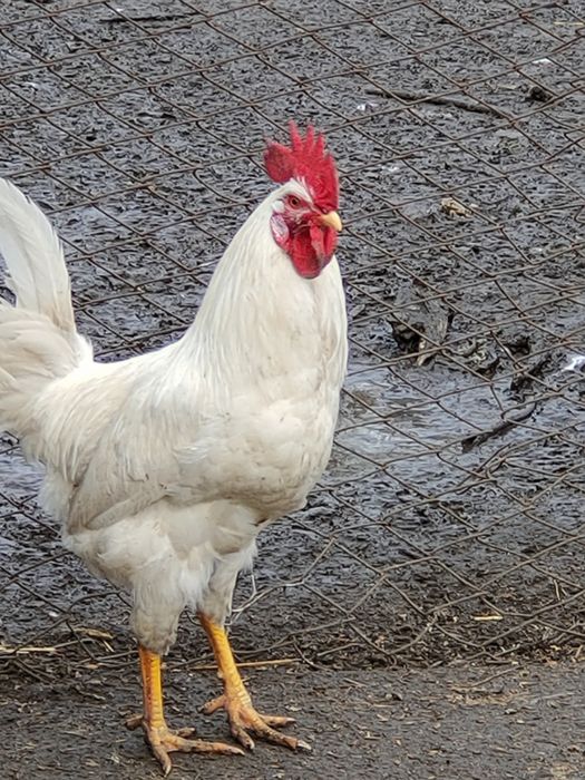 Продам півнів породи Ломан білий