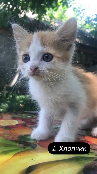 Кошенята шукають родину