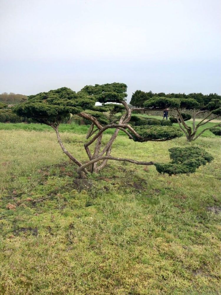 Bonsai-Niwaki formowane sosna cis jałowiec. Laurowiśnia jodła szmaragd