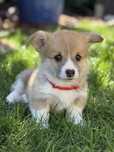 Sprzedam Corgi Pembroke FcI