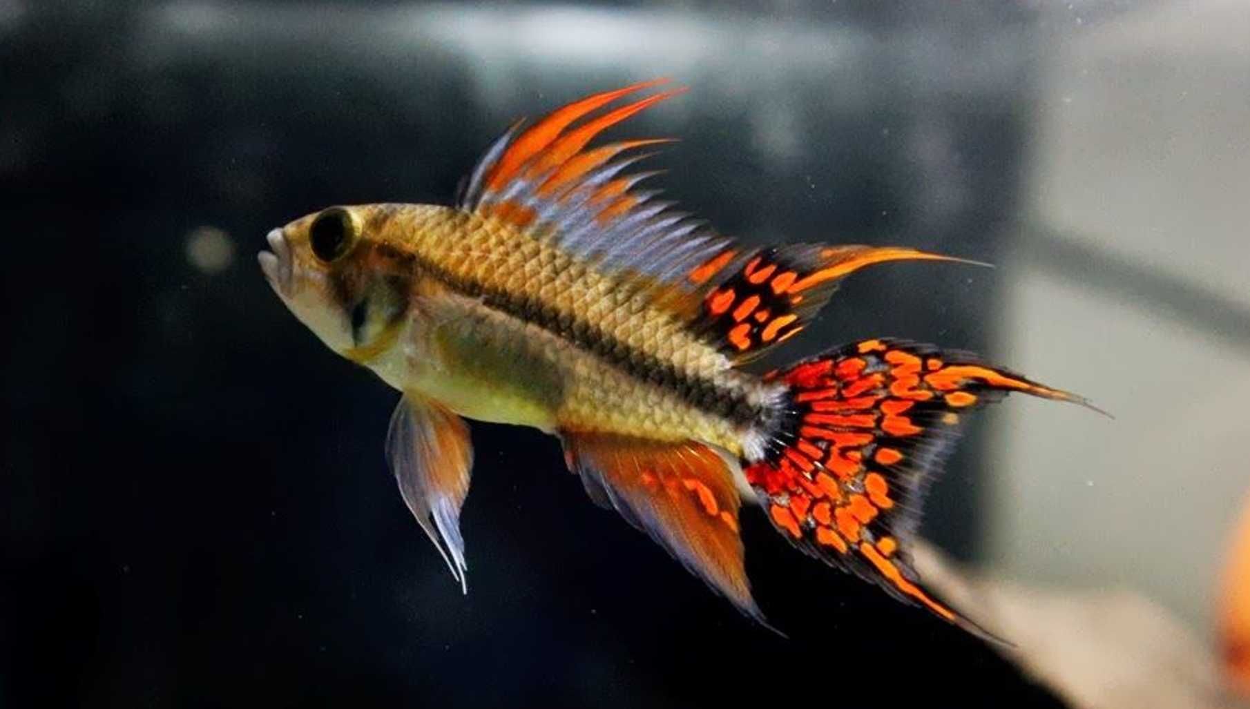 Pielęgniczka kakadu - Apistogramma cacatuoides - dowozimy, wysyłamy