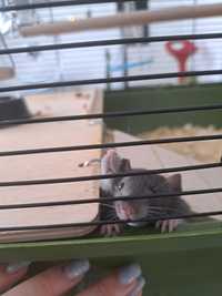 Dwa malutkie szczurki Dumbo wraz z klatka