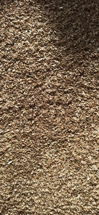 Семена /Насіння на зелень Мікрогрін