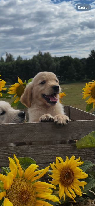 Golden retriever