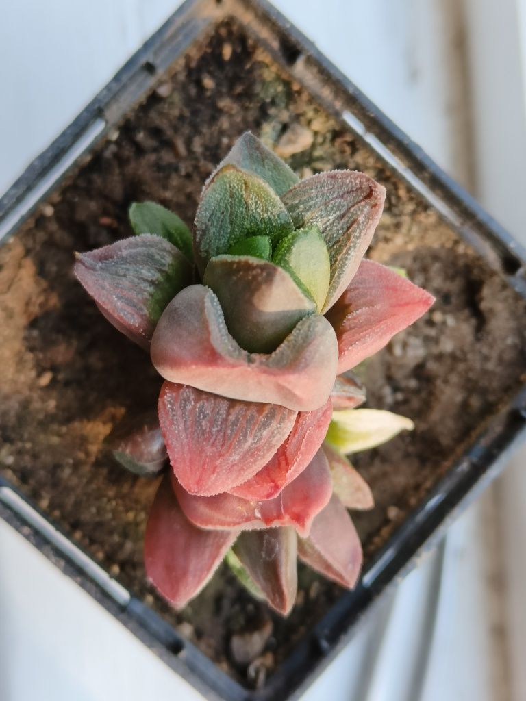 Haworthia coarctata/pigmea chrystalina/magnifika/alba хавортія