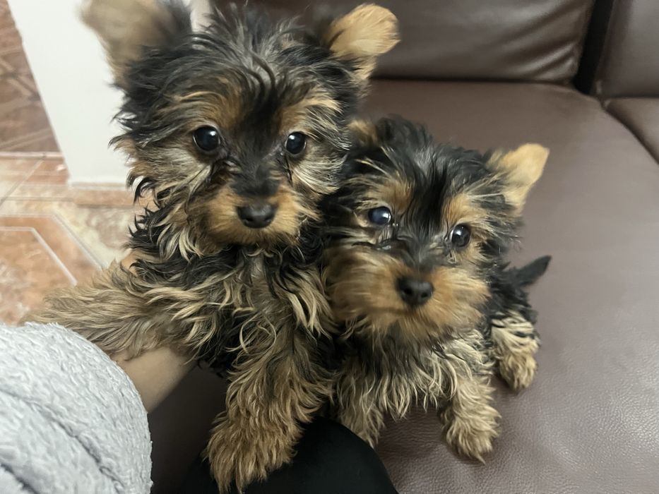 Piesek suczka York szukaja  nowego  domku