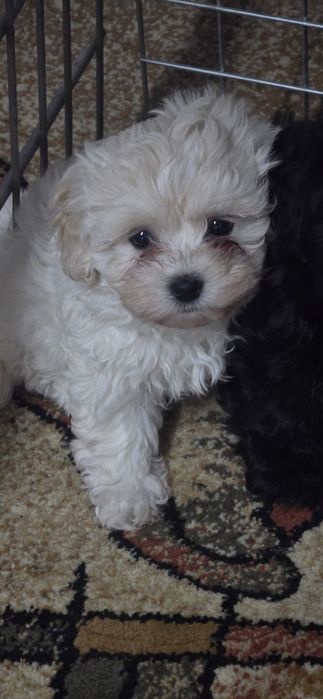 Maltipoo suczka bialo kremowa 9 tyg