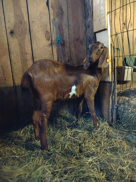 Sprzedam kozy anglonubijskie