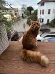 Maine coon kot kocur