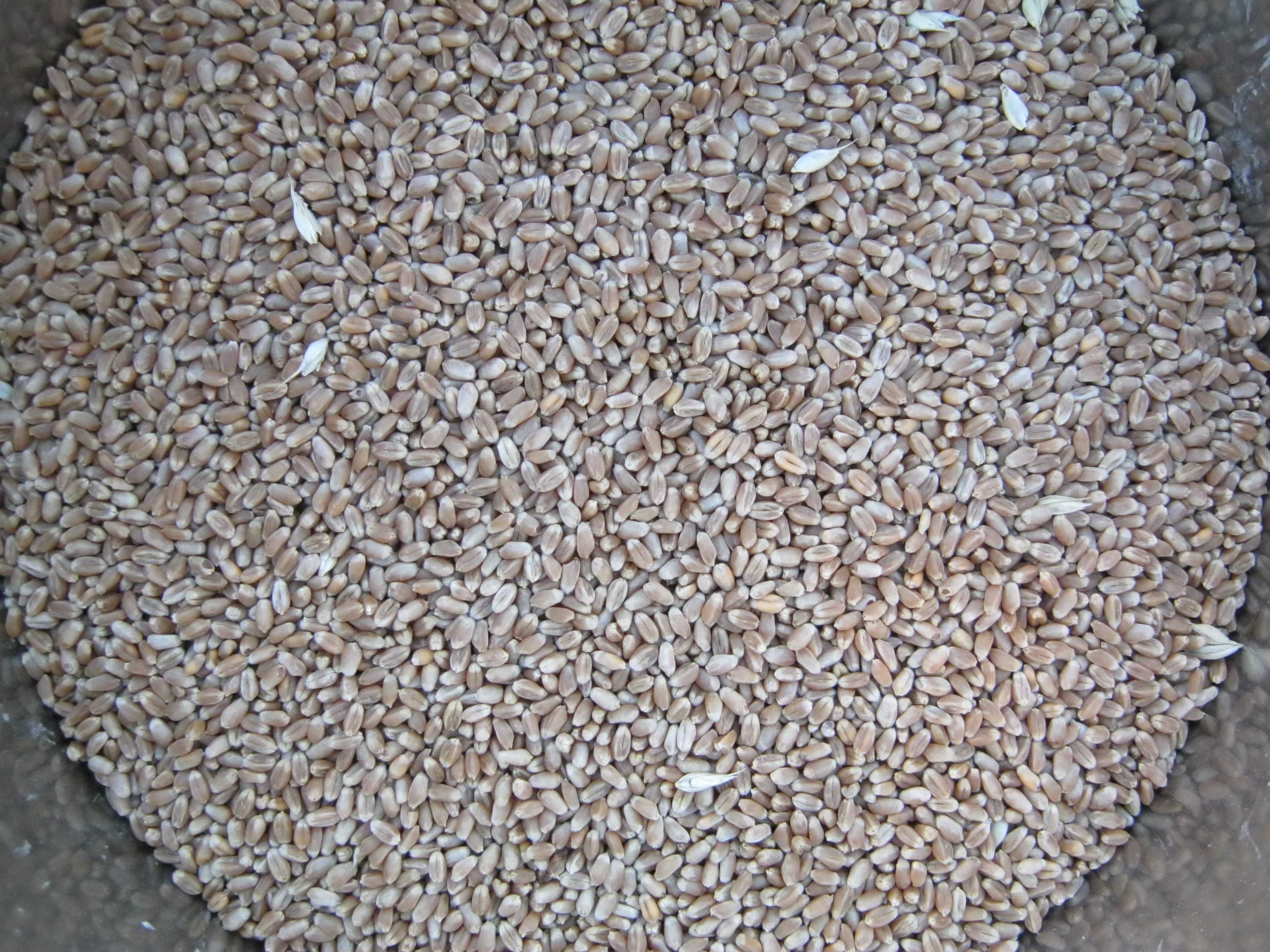 Пшениця озима 2023р. 2тони.