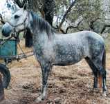 Égua massa montada