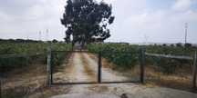 Terreno com 8 750 m2 Valdera (Palmela / Pinhal Novo)