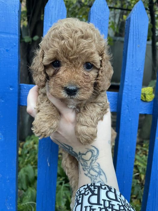 Девочка Карликовая пудель