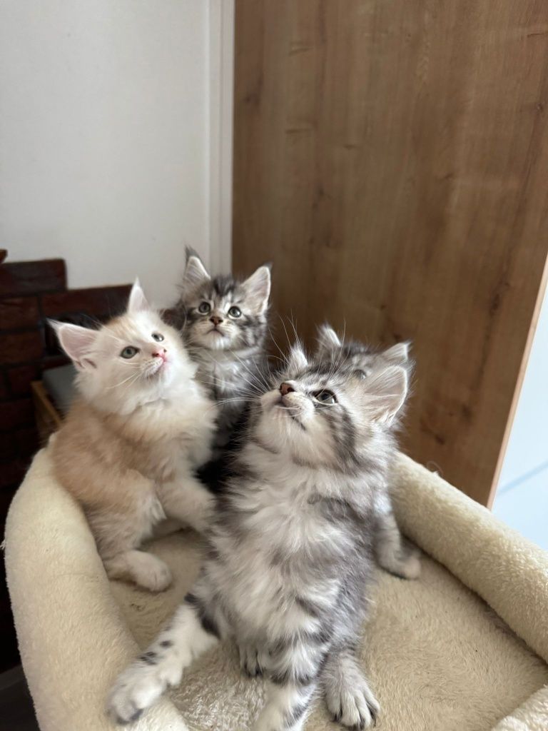 Kot Maine Coon kot Maine coon