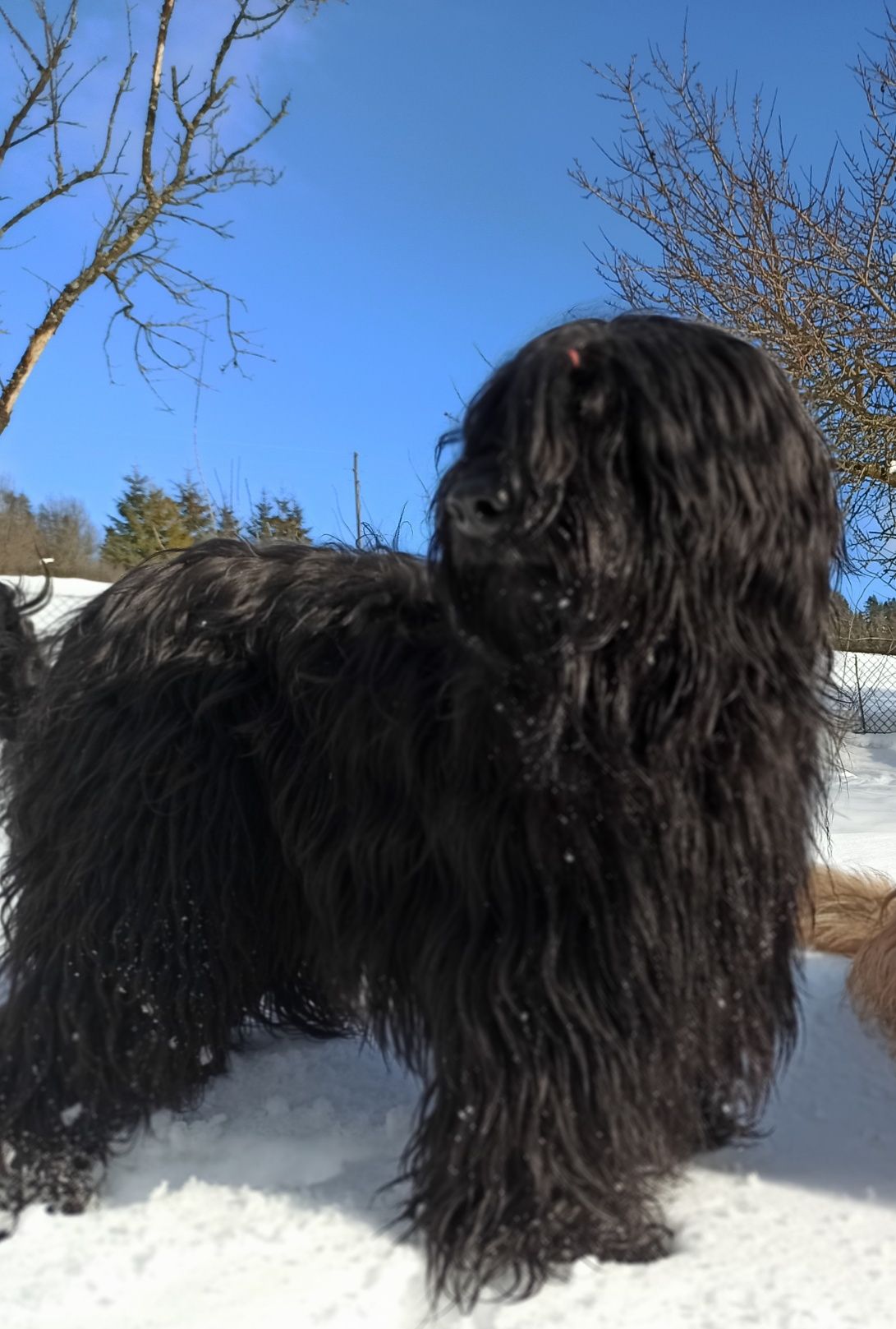 Owczarek francuski Briard FCII